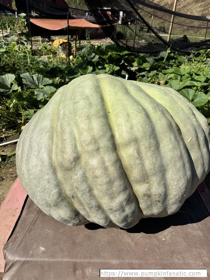 fruitImages/1409.6 Slone 2025B.jpeg